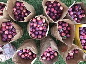 Image of picked apples